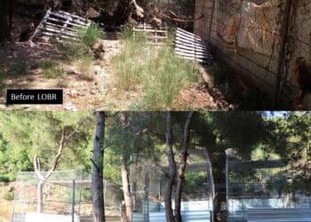 إنقاذ الطيور المهاجرة في لبنان من خلال تعاون بين الصندوق الدولي للرفق بالحيوان IFAW والجمعية اللبنانية للطيور المهاجرة LAMB