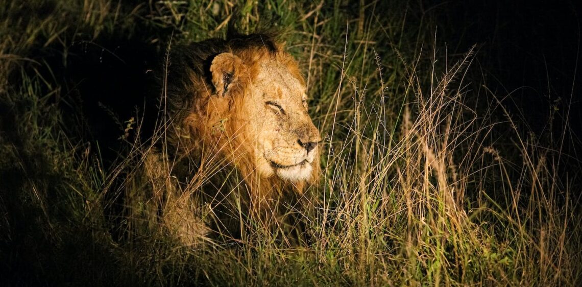 why a UK import ban threatens wildlife conservation