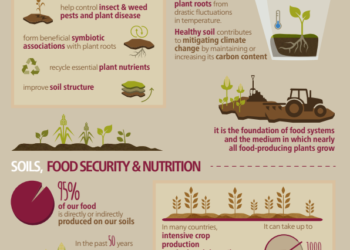 This is why healthy soil is crucial for feeding the planet – World Economic Forum